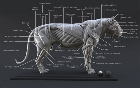 Lion Ecorche - Model Muscles Study - | 3D model | Lion anatomy, Cat anatomy, Feline anatomy