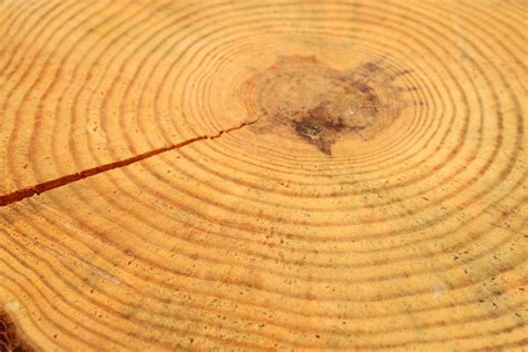 Dendrochronology - Tree Ring Records of Climate Change