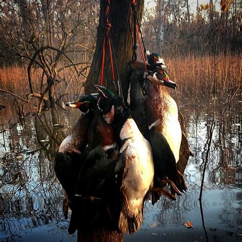 Wood Duck Hunt - AL - Trips4Trade