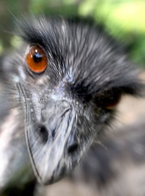 angry emu | angry emu about to attack my camera | By: jomtien photo | Flickr - Photo Sharing!