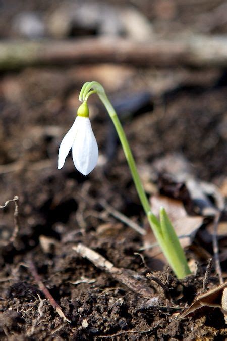 snowdrop, plant the bulbs in the fall for an early spring reward ...