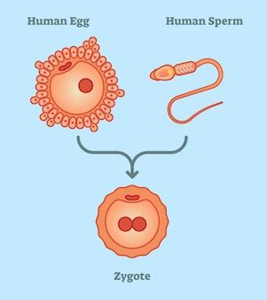 Medical poster about cell division. stages of fetal development ...