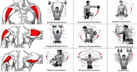 The Most Effective Shoulder Exercise | Fitness Workouts & Exercises