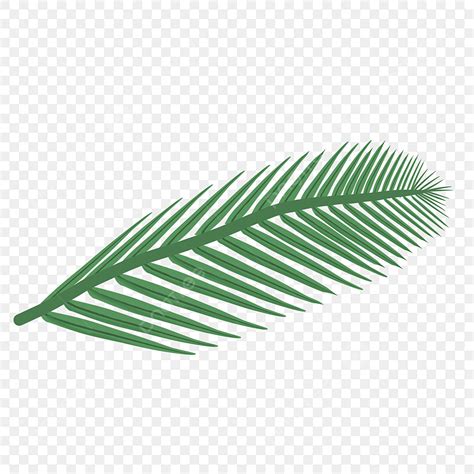 Coconut Leaf Clipart Vector, Realistic Coconut Leaf, Coconut ...