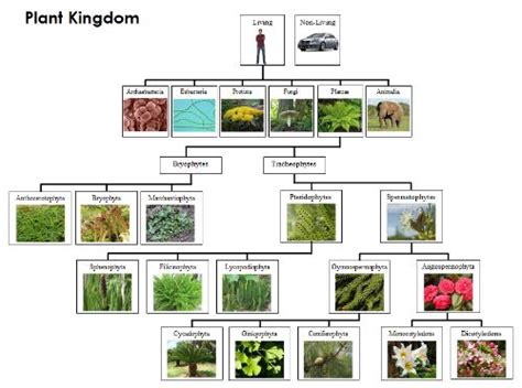 Plant Kingdom Charts | Kingdom plantae, Classifying plants, Teacher favorite things