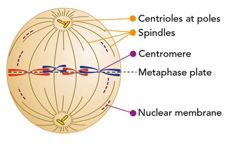 What is Mitosis? - Let's Talk Science