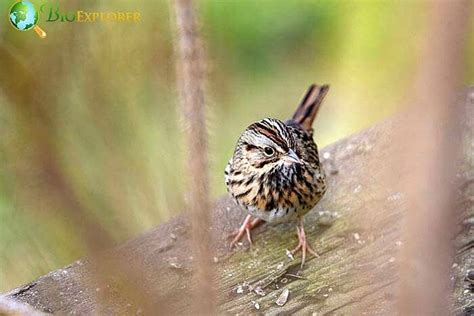 What Do Wrens Eat? | Wrens Diet By Types | Biology Explorer