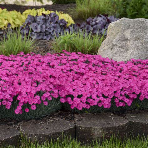 Fall Blooming Perennials Zone 6 : Zone 5 6 Perennials Zone 5 Perennials : After a long, hot ...