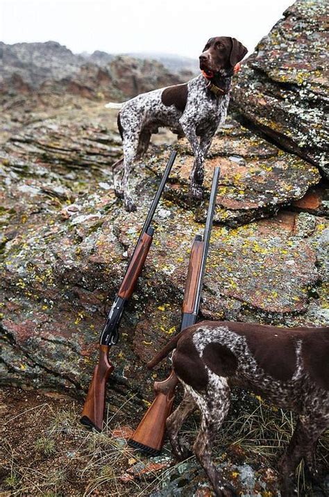 Gentleman Bobwhite | German shorthaired pointer, Hunting dogs, Hunting