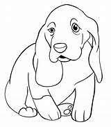 Printable Basset Hound Coloring Page  Free Pages sketch template