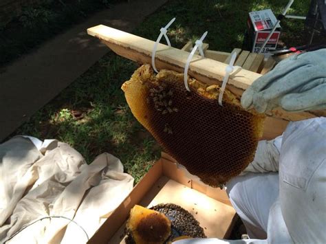 How to Remove and Relocate a Wild Honey Bee Hive (Video) | Honey bee hives, Bee removal, Honey ...