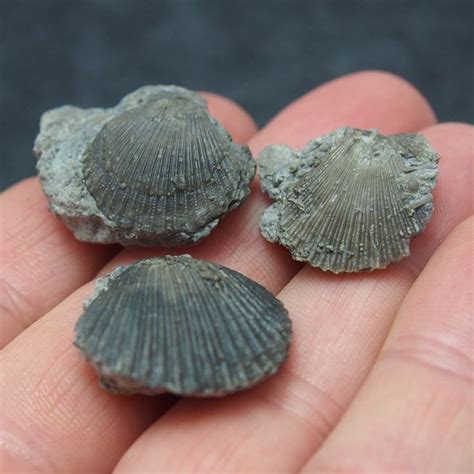 3x Bivalve Chlamys biarritzensis Fossil Natural Fossilien Spain Miocene | Fossil, Fossils ...