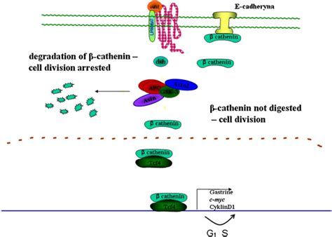 Role of the APC protein in cell cycle regulation. | Download Scientific Diagram