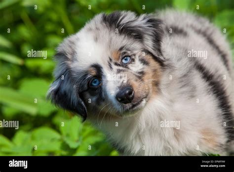 Are Australian Shepherds Herding Dogs