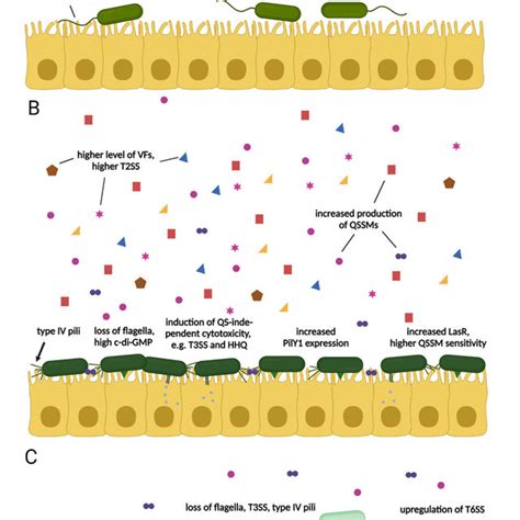 (A) Planktonic, free-swimming cells are flagellated, have low c-di-GMP,... | Download Scientific ...