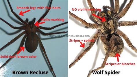 Wolf Spider Vs Brown Recluse: Five Main Differences, 44% OFF