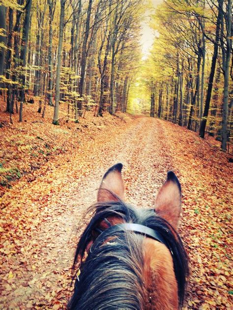 horse fall phone wallpaper | Horses, Pretty horses, Dressage horses