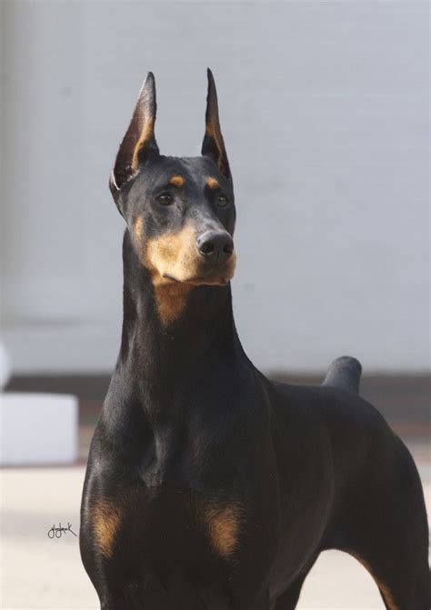 Doberman Pinscher - Temperament, Lifespan, Shedding, Puppy