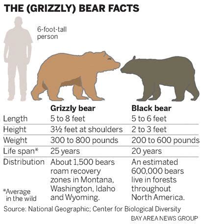 Grizzly bears in California: Reintroduction push ignites strong ...