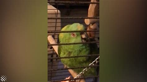 Crying Parrot Sounds Like a Small Child (Part 2) - YouTube