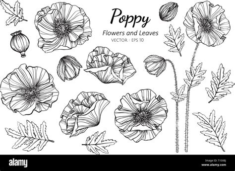 Collection set of poppy flower and leaves drawing illustration. for ...