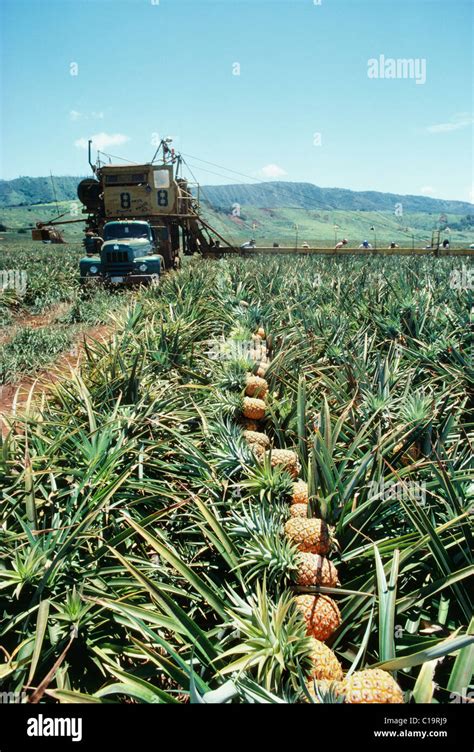 Pineapple plantation worker hi-res stock photography and images - Alamy