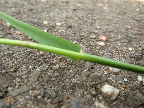 Agrostis capillaris (colonial bentgrass, Rhode Island bentgrass): Go Botany