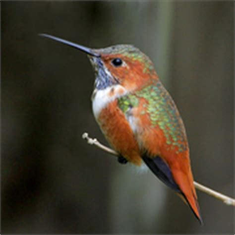 Allen's Hummingbird