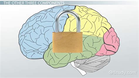 Phonological Loop: Definition & Role in Working Memory - Video & Lesson Transcript | Study.com