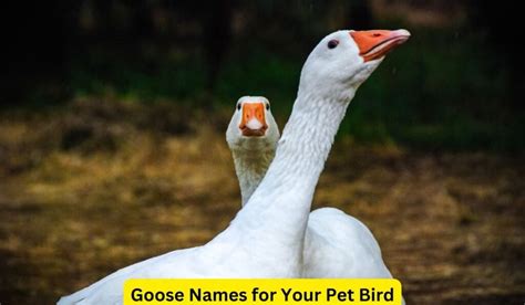 Best 20+ Goose Names for Your Pet Bird: Charming & Unique! - Spark Lark