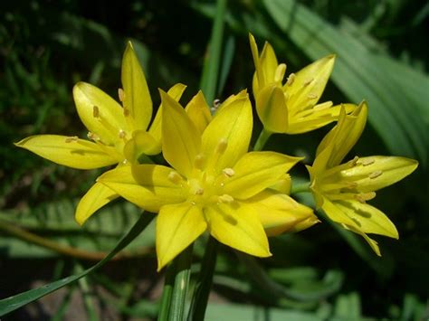 Allium Moly - Flowers in an English Country Garden