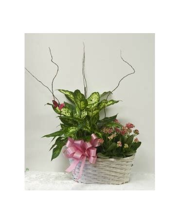 Sympathy Plants Delivery Brecksville OH - Brecksville Florist & Gifts