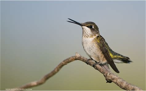 Hummingbird Singing | Hummingbird Singing Jen St. Louis's Ho… | Flickr