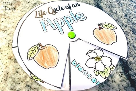 Apple Life Cycle Activity for Preschool and Kindergarten - Mama Teaches