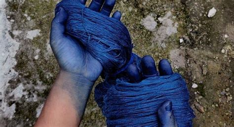 Project R, Indigo Plant, Natural Indigo Dye, Food Dye, Indigo Colour, Dyeing Process, Green ...