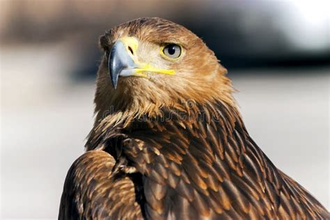 Beautiful Golden Eagle Close-up Stock Photo - Image of pattern, look: 165018430