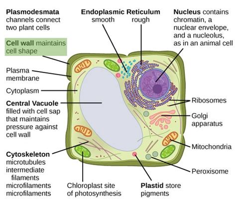 Describe the Function of the Cell Wall