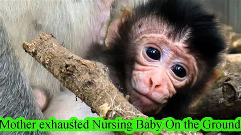 Mother exhausted Nursing Baby On The Ground |New Baby Monkey Born - YouTube