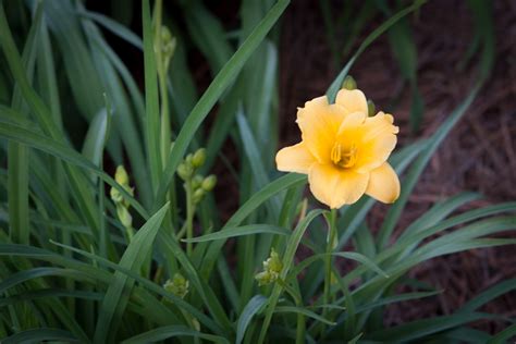 .: April 10 - First Daylily Bloom of the Season