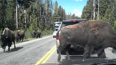 Bison "Buffalo" herd in Yellowstone National Park crossing the road - YouTube