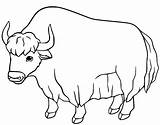 40  Yak Coloring Pages Free Printable PDF & Online sketch template