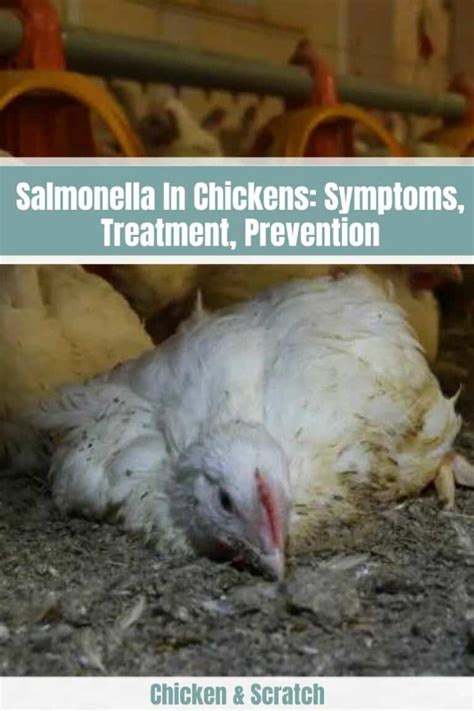 Salmonella In Chickens: Symptoms, Treatment, Prevention