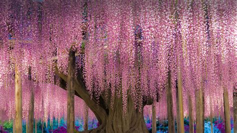 Ashikaga Flower Park In Winter | Best Flower Site