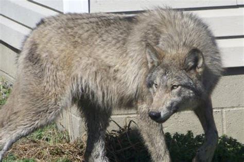 Wolf-hybrid pet kills Alabama baby - UPI.com