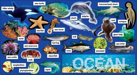 Sea animals list in hindi information | Zoo Animals