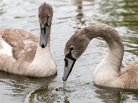 Baby Swans: All You Need To Know (With Pictures) | Birdfact