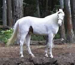 Medicine Hat Horse - Horse breed, Horse breeding, types and breeds from ...