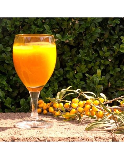 Organic sea buckthorn juice | EU-Japan