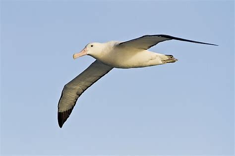 What is the World's Largest Species of Albatross? - WorldAtlas.com