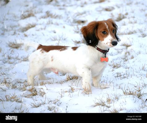 Piebald miniature dachshund Stock Photo - Alamy